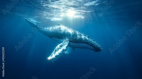 A vibrant azure ocean with sunbeams illuminating a majestic humpback whale swimming gracefully, captured in underwater photography that showcases serene marine beauty deep blue hues.