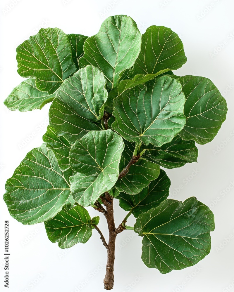 A fig tree with large, broad leaves and spreading branches, isolated on white background A fig tree with large, broad leaves and spreading branches, isolated on white background