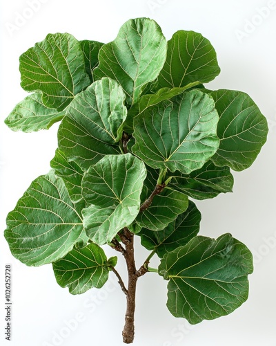 A fig tree with large, broad leaves and spreading branches, isolated on white background  photo