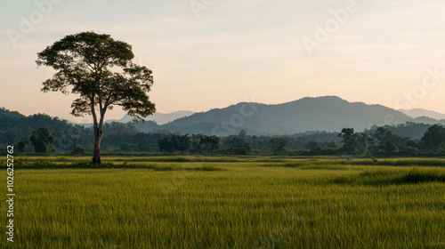 Lush green rice fields under a serene sunset with distant mountains in the background