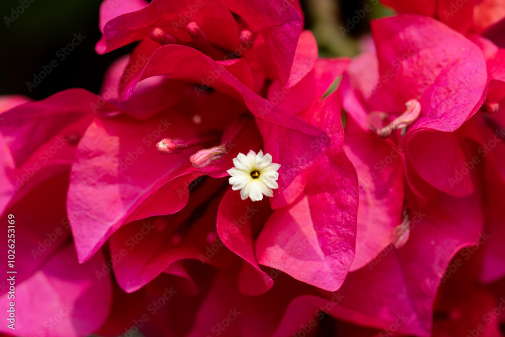 Obraz premium Flower of Bougainvillea in family Nyctaginaceae.