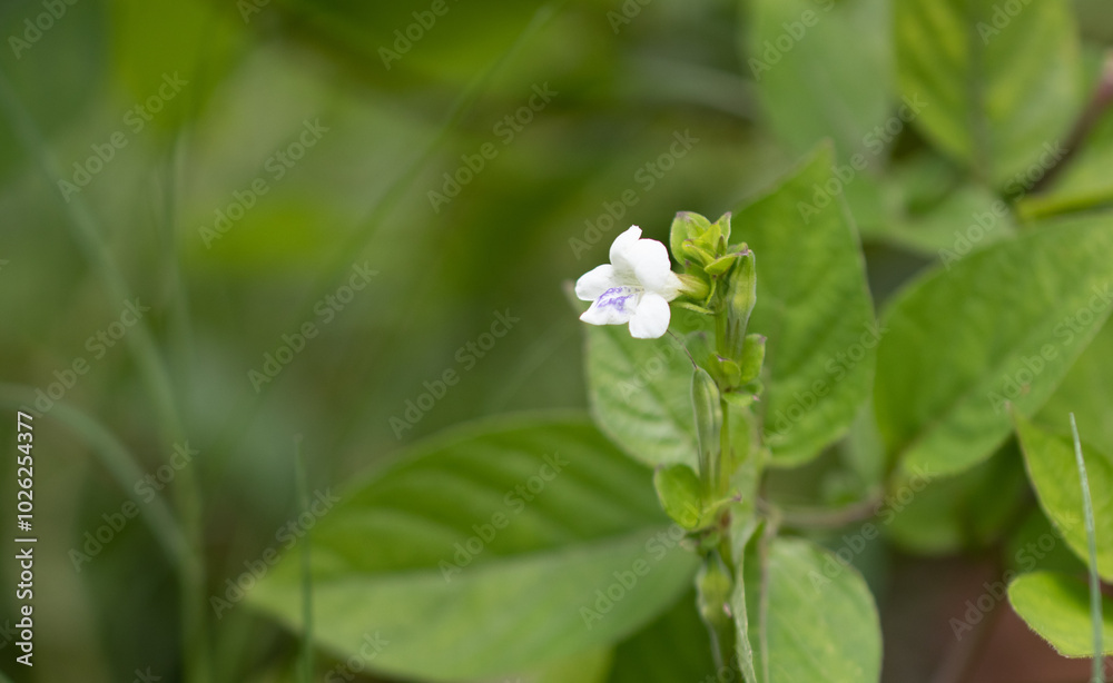 Ganges Primrose has medium evergreen leaves that have an ovate to heart shape. Ganges Primrose has medium evergreen leaves that have an ovate to heart shape.