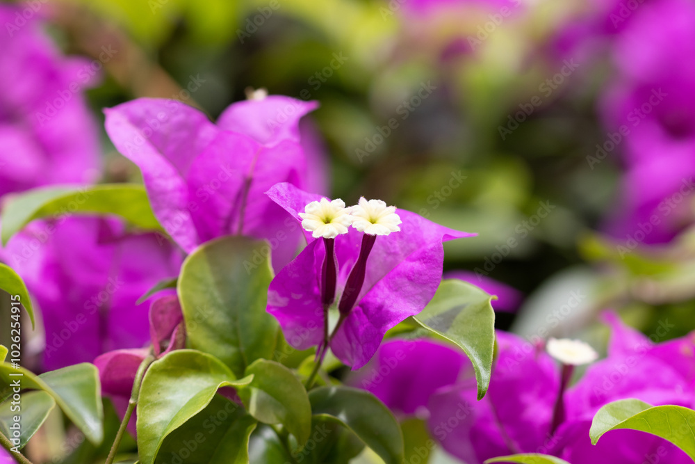 Bougainvillea glabra, the lesser bougainvillea or paperflower, is the most common species of bougainvillea used for bonsai. Bougainvillea glabra, the lesser bougainvillea or paperflower, is the most common species of bougainvillea used for bonsai.