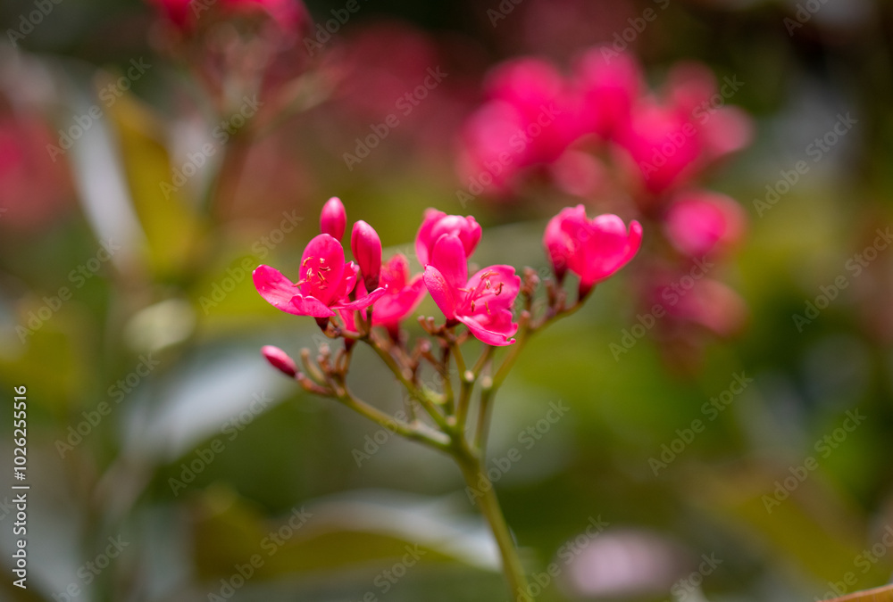Jatropha integerrima, commonly known as peregrina or spicy jatropha, is a species of flowering plant in the spurge family, Euphorbiaceae Jatropha integerrima, commonly known as peregrina or spicy jatropha, is a species of flowering plant in the spurge family, Euphorbiaceae
