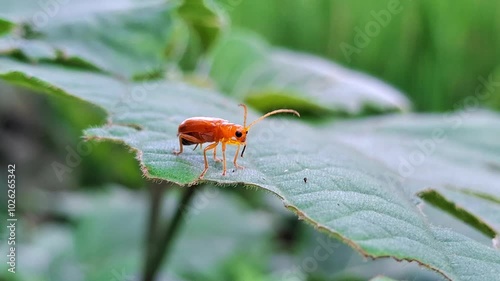 Aulacophora is a genus of beetles in the family Chrysomelidae, commonly known as pumpkin beetles; some species are pests of agricultural crops