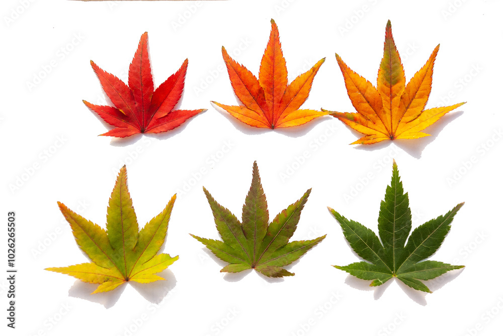 Colorful autumn maple leaves isolated on white background. Colorful autumn maple leaves isolated on white background.