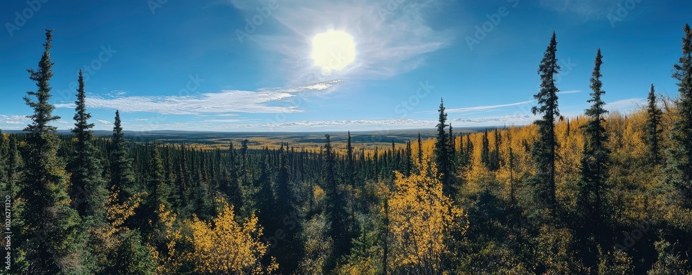 Fototapeta premium A panoramic view of green trees and forest wirh bright sunny day and blue sky