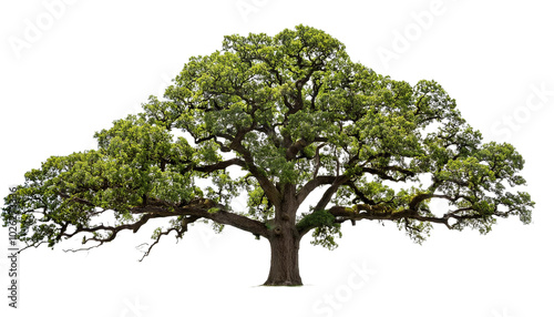 Majestic Live Oak Tree on transparent background
