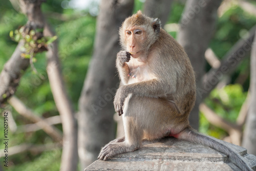 a brown color monkey stand on tree