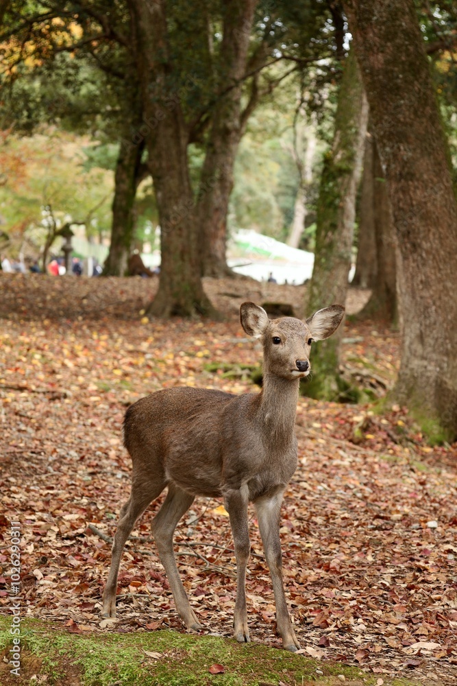 Deer in Forest During Autumn Deer in Forest During Autumn