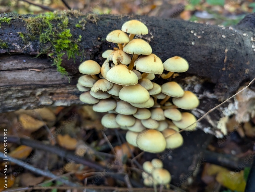 Sulphur Tuft mushrooms (Hypholoma fasciculare) in a forest Sulphur Tuft mushrooms (Hypholoma fasciculare) in a forest