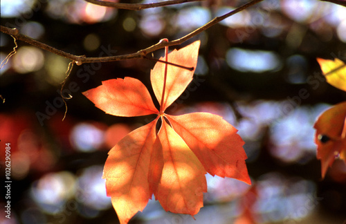 leuchtender Herbst