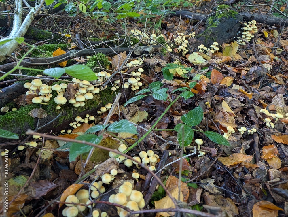 Sulphur Tuft mushrooms (Hypholoma fasciculare) in a forest Sulphur Tuft mushrooms (Hypholoma fasciculare) in a forest