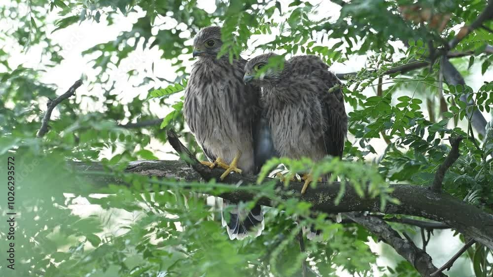 Two common Kestrel, Falco tinnunculus, little bird of prey. Birds in the wild. Slow motion. Two common Kestrel, Falco tinnunculus, little bird of prey. Birds in the wild. Slow motion.