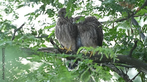 Two common Kestrel, Falco tinnunculus, little bird of prey. Birds in the wild. Slow motion. photo