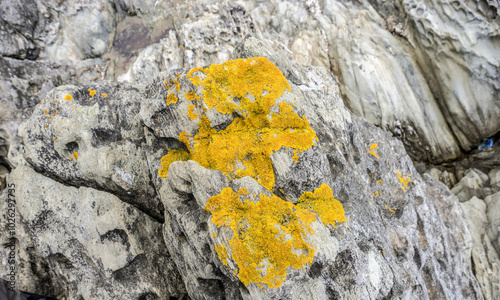 A close-up of a rugged rock formation covered with bright yellow lichen, symbolizing resilience and nature's ability to thrive in harsh environments. photo