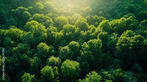 stunning aerial view showcases a vibrant forest, where lush green trees create a natural tapestry. This serene landscape symbolizes growth, tranquility, and the interconnectedness of nature