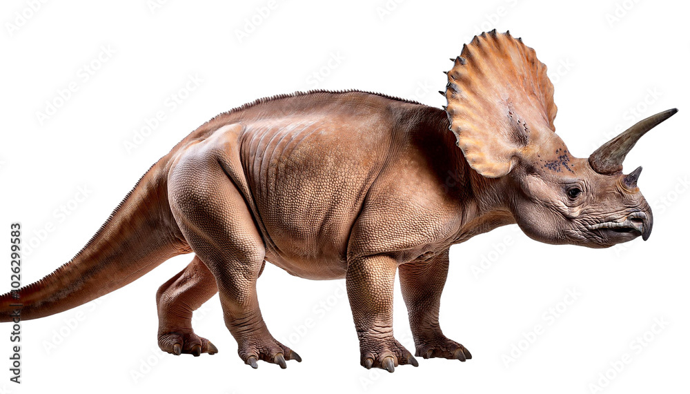 Fototapeta premium Triceratops on transparent background