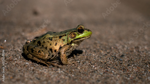 Golden Shinny Toad