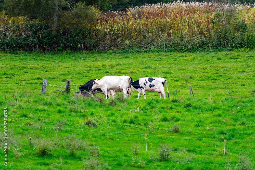 Fototapeta premium 北海道 放牧中の牛の風景