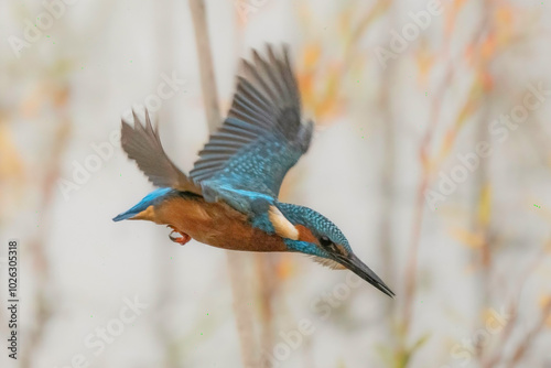 Eisvogel