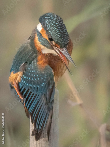 Eisvogel