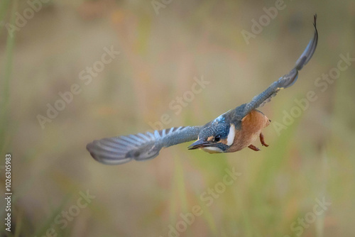 Eisvogel im Flug