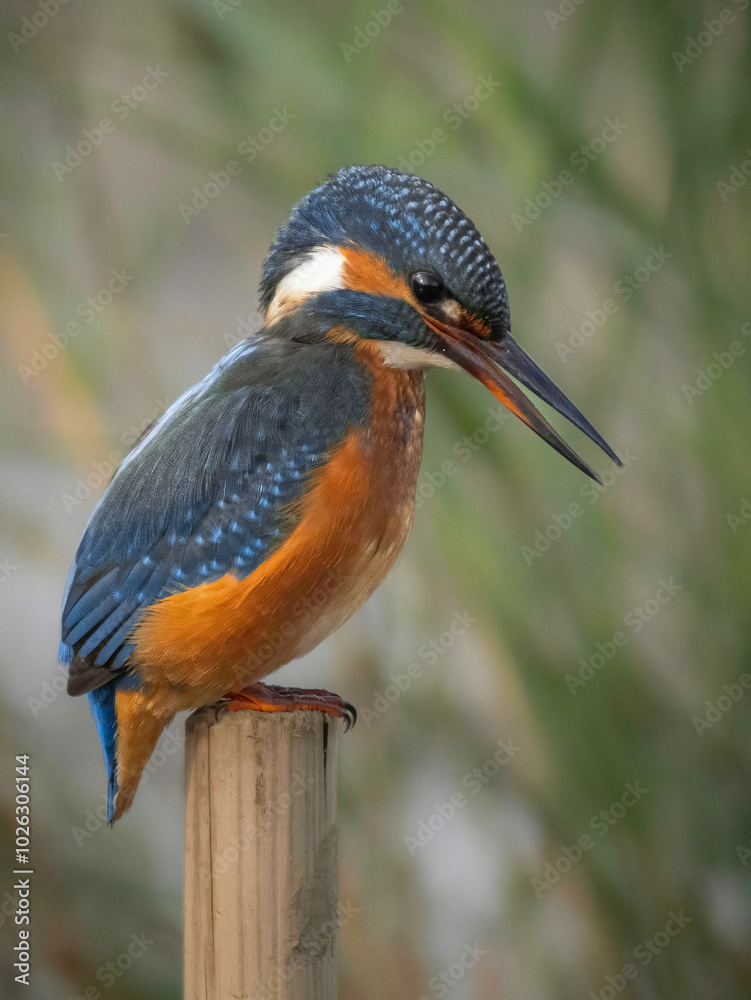 Fototapeta premium Eisvogel