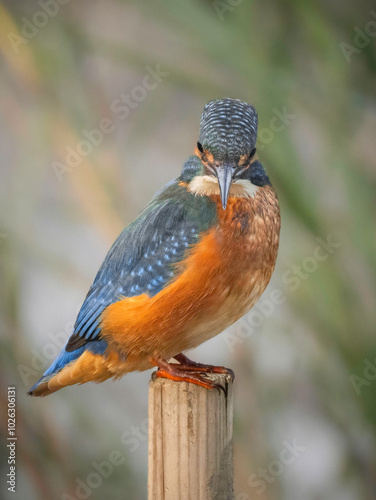 Eisvogel