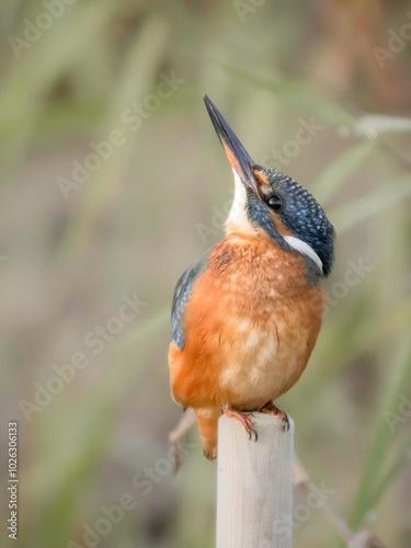Eisvogel