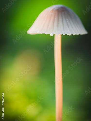 Pilz