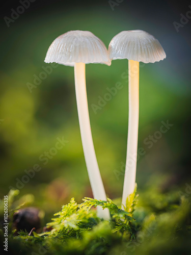 Pilz Pärchen