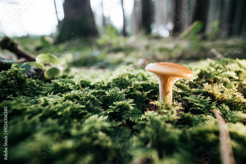 Pilz