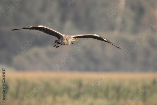 Reiher im Flug