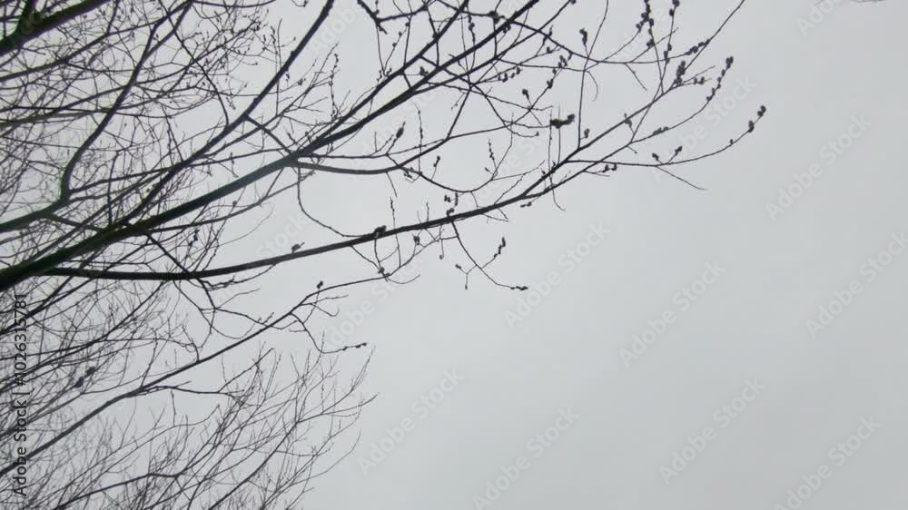 Walking in a moody scenic spring forest, looking up on dark tree tops. Slow motion. Walking in a moody scenic spring forest, looking up on dark tree tops. Slow motion.