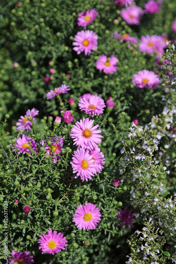 Obraz premium Bed of sunlit pink Michaelmas Daisy flowers, Suffolk England 