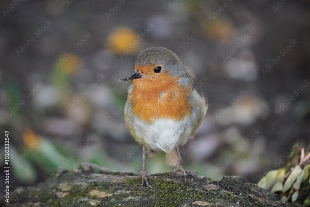 A peaceful and sharp photo of a Goldeeg bird