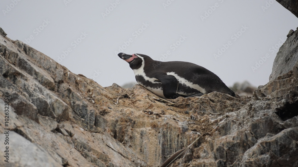 Obraz premium One Humboldt penguin