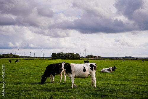 Norden, Germany. Cows in the fields in East Frisia 