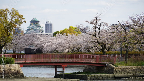 Osaka sakura on spring time