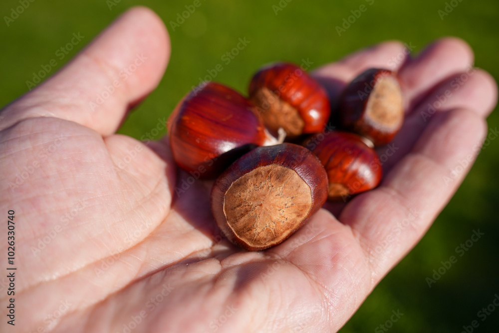 Sweet chestnut peeled in a human hand outdoor Sweet chestnut peeled in a human hand outdoor
