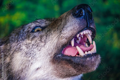 Head of a stuffed wolf with threatening teeth photo