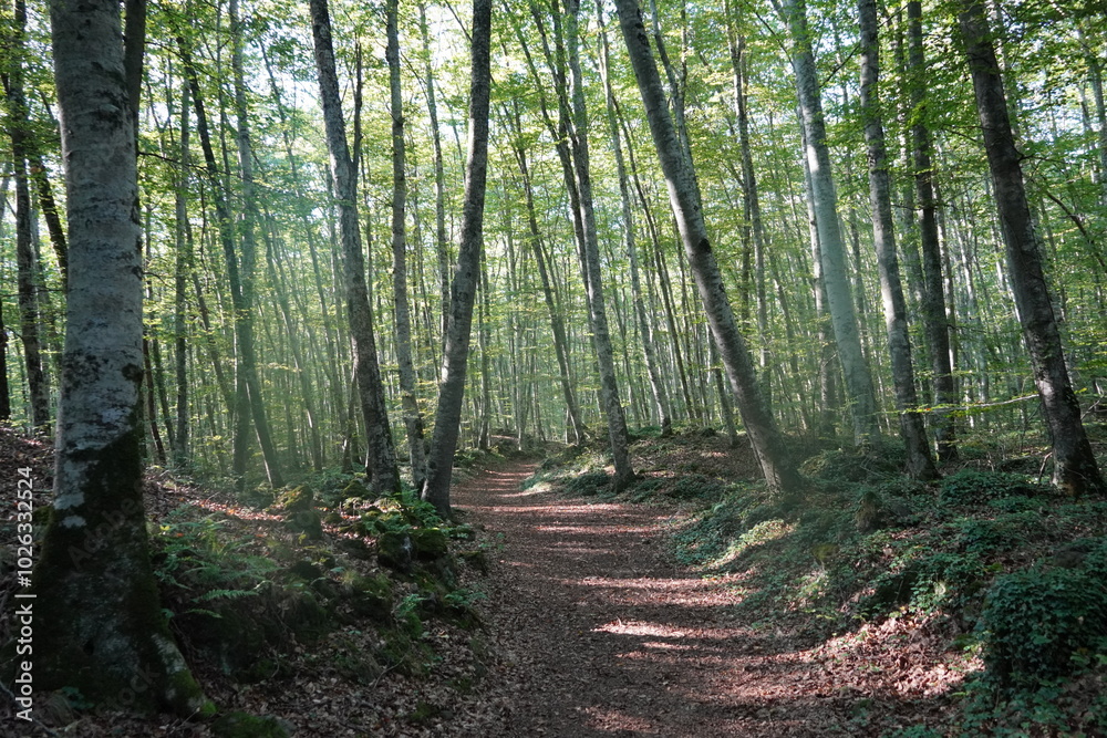 Obraz premium Fageda d en Jorda of Catalonia