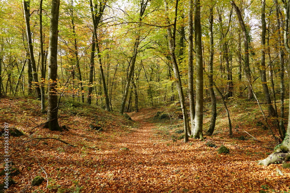 Fototapeta premium Fageda d en Jorda of Catalonia