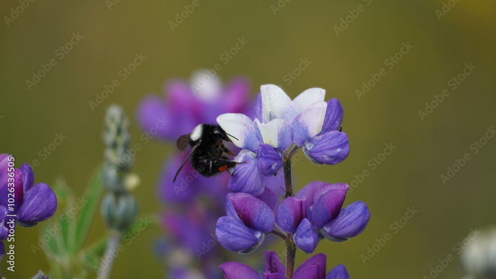 Close up of a beautiful flower