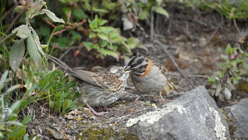 Birds in Quilotoa lagoon