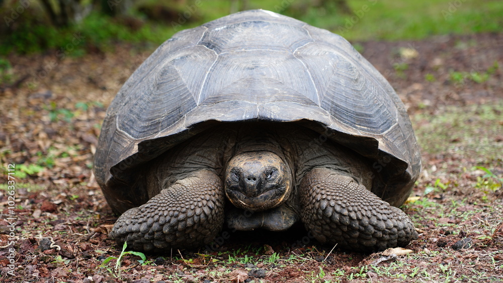 Wild Galapagos giant tortoise on Santa Cruz Island Wild Galapagos giant tortoise on Santa Cruz Island