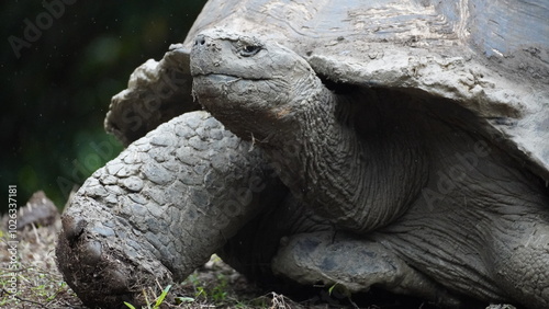 Wild Galapagos giant tortoise on Santa Cruz Island photo