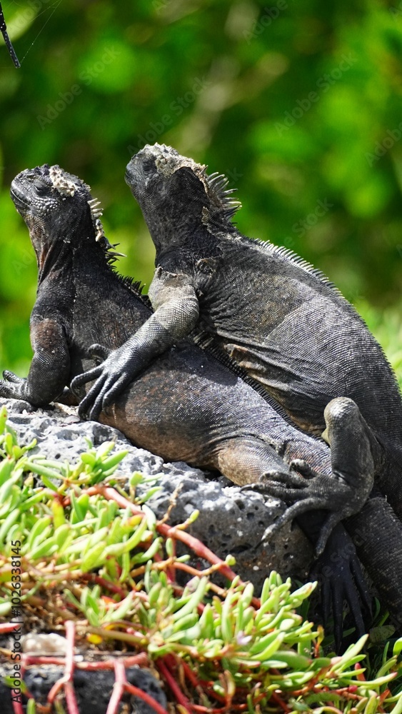 Obraz premium Close-up of marine iguana