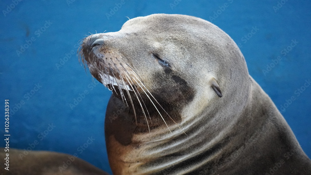 Naklejka premium Sea lion in Galapagos Islands
